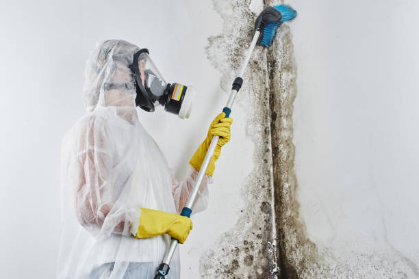 Best Bathroom Mold Remediation in Salem, UT