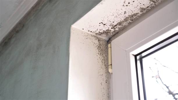 Best Localized Mold Remediation (e.g., coastal areas, humid climates) in Salem, UT