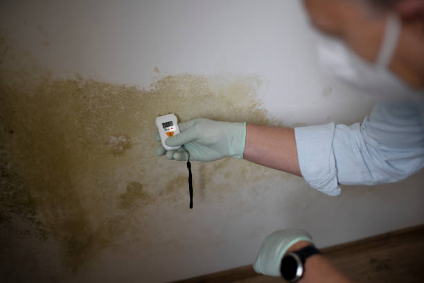 Best Residential Mold Remediation in Salem, UT