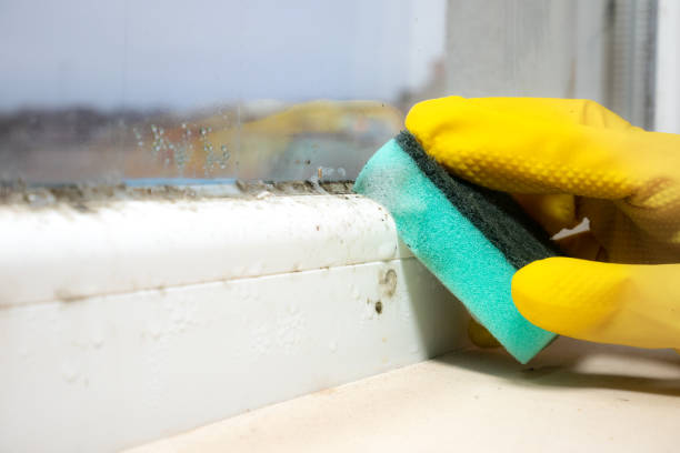 Best Black Mold Remediation in Salem, UT