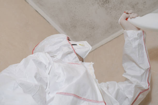 Best Basement Mold Remediation in Salem, UT