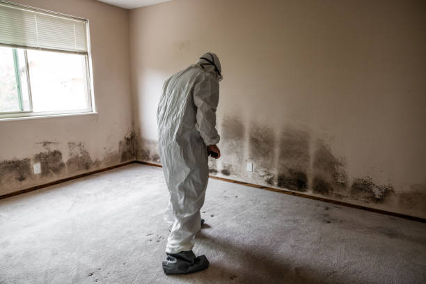 Best Commercial Mold Remediation in Salem, UT